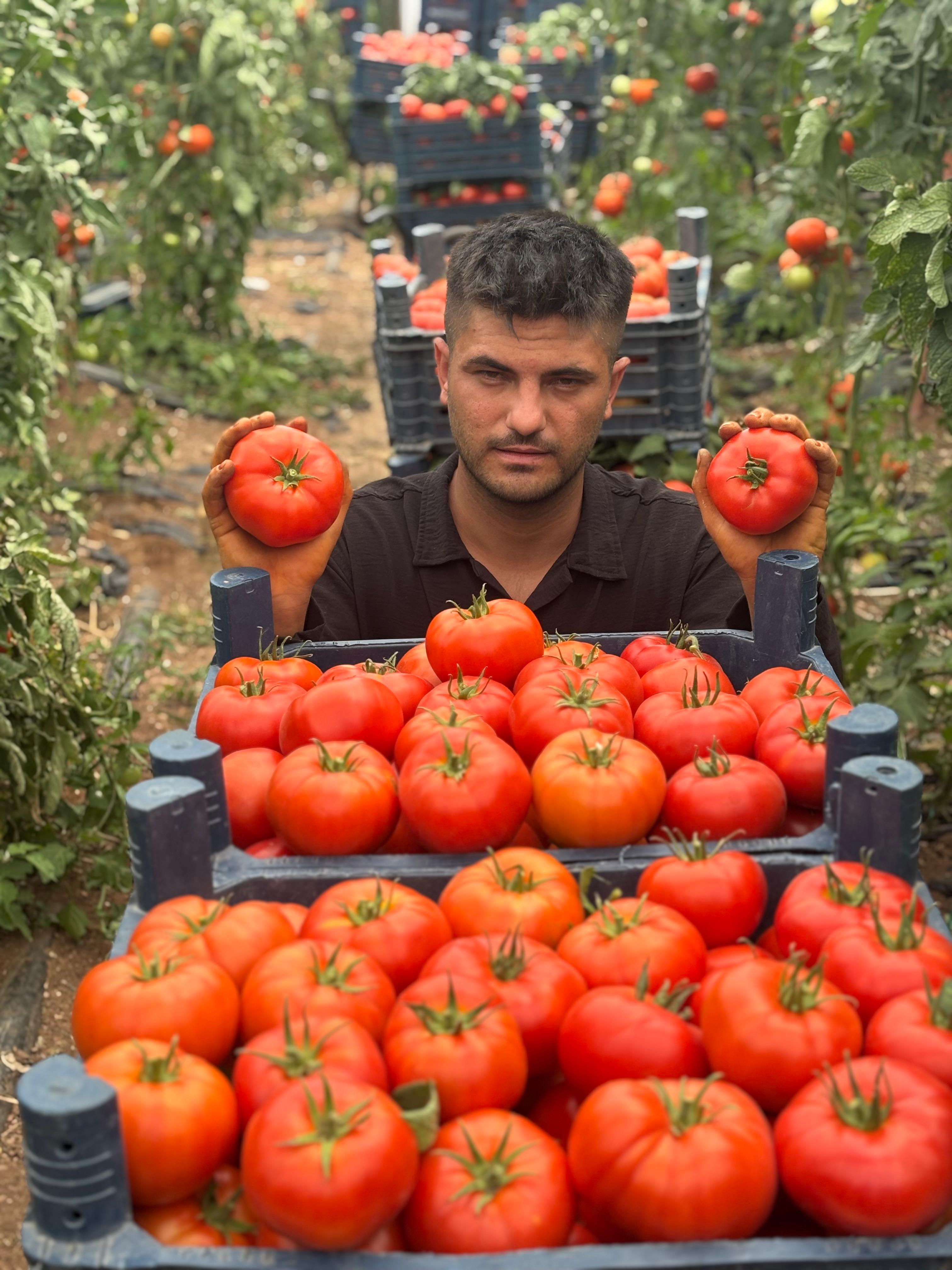 Sera İçi Hasat Süreci